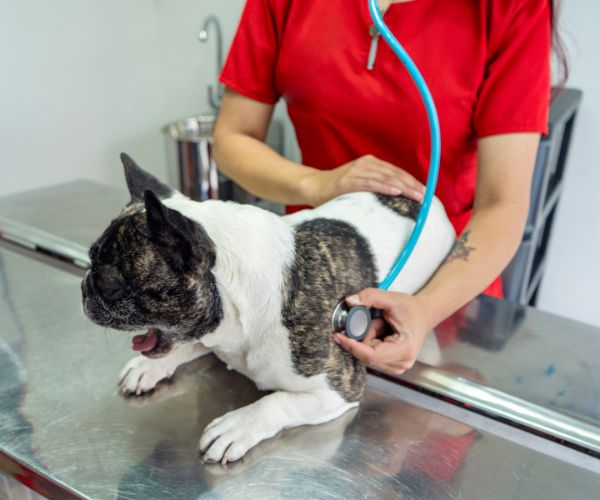 Pet Wellness Exams