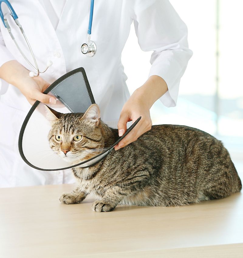 Soft Tissue Surgery
