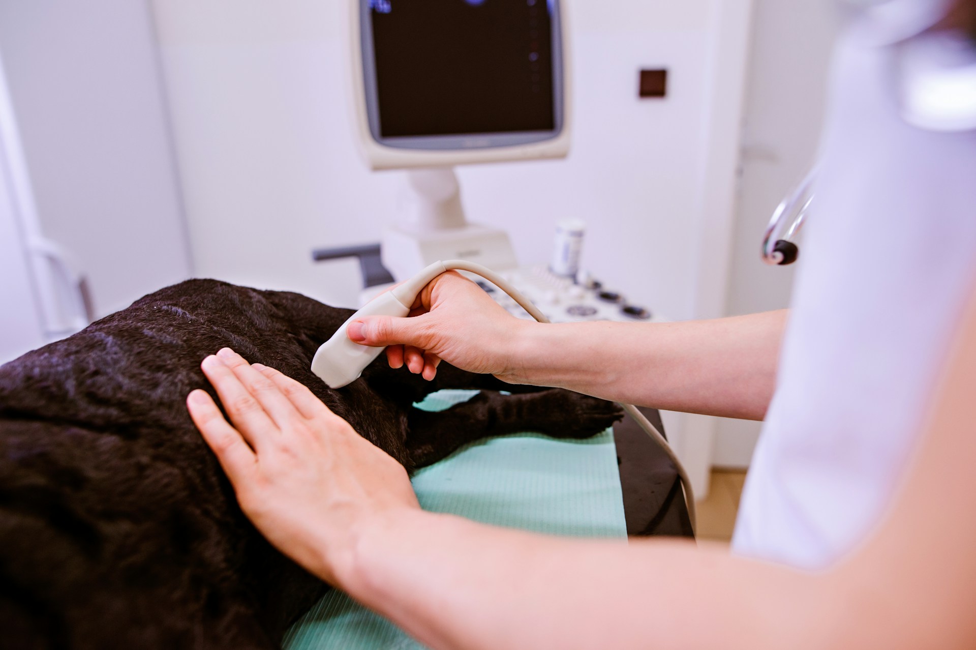 Pet Ultrasound Imaging