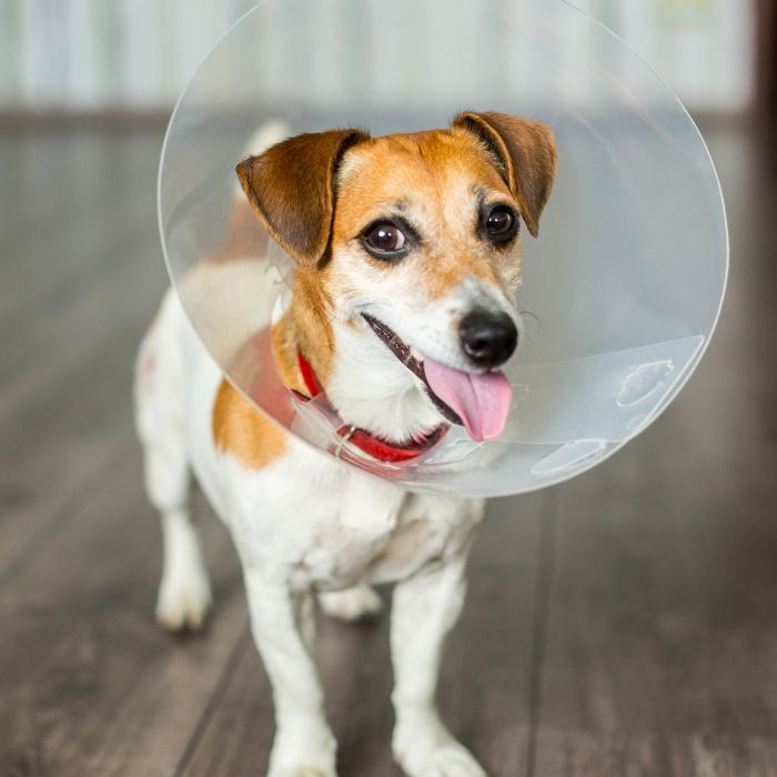 Pet Surgery