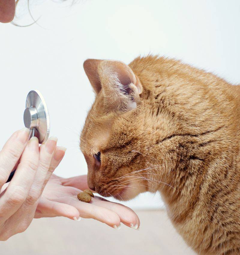 cat Ear Treatments
