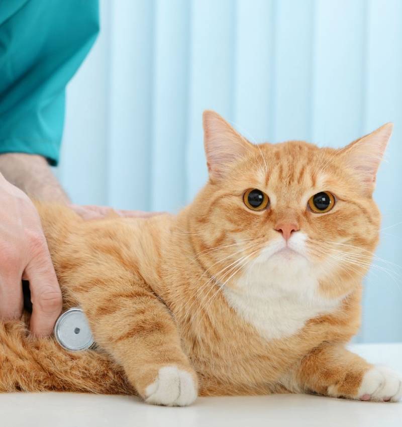 Veterinary Diagnostics