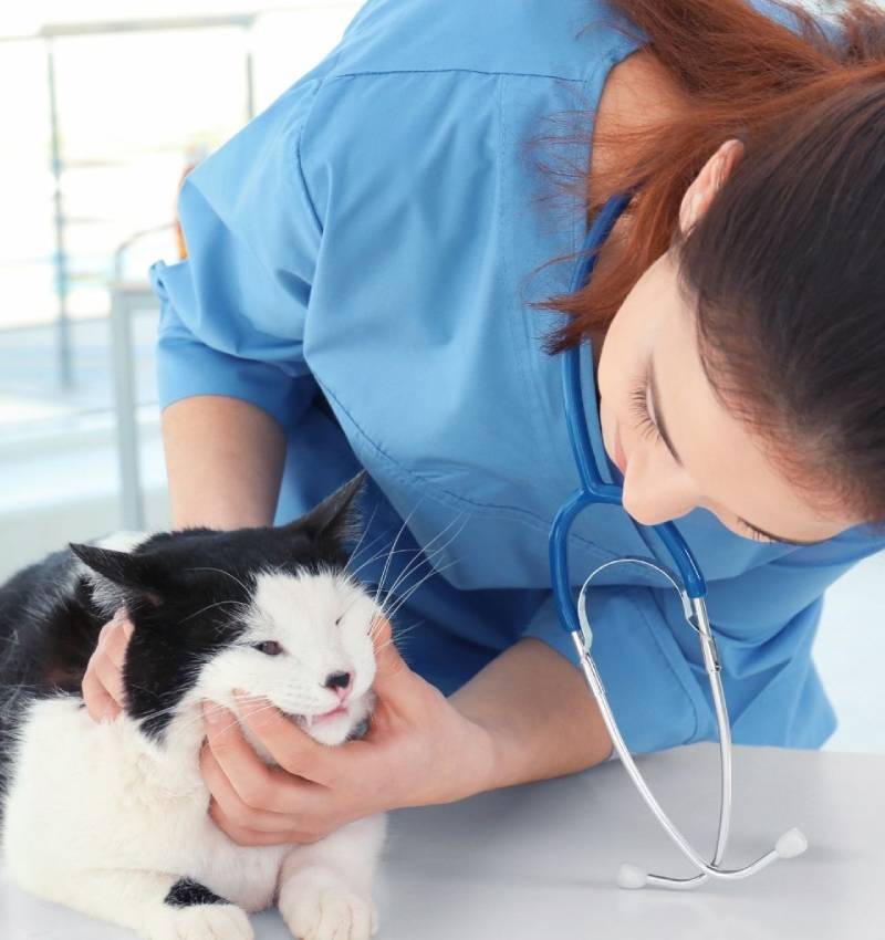 Pet Dental Care