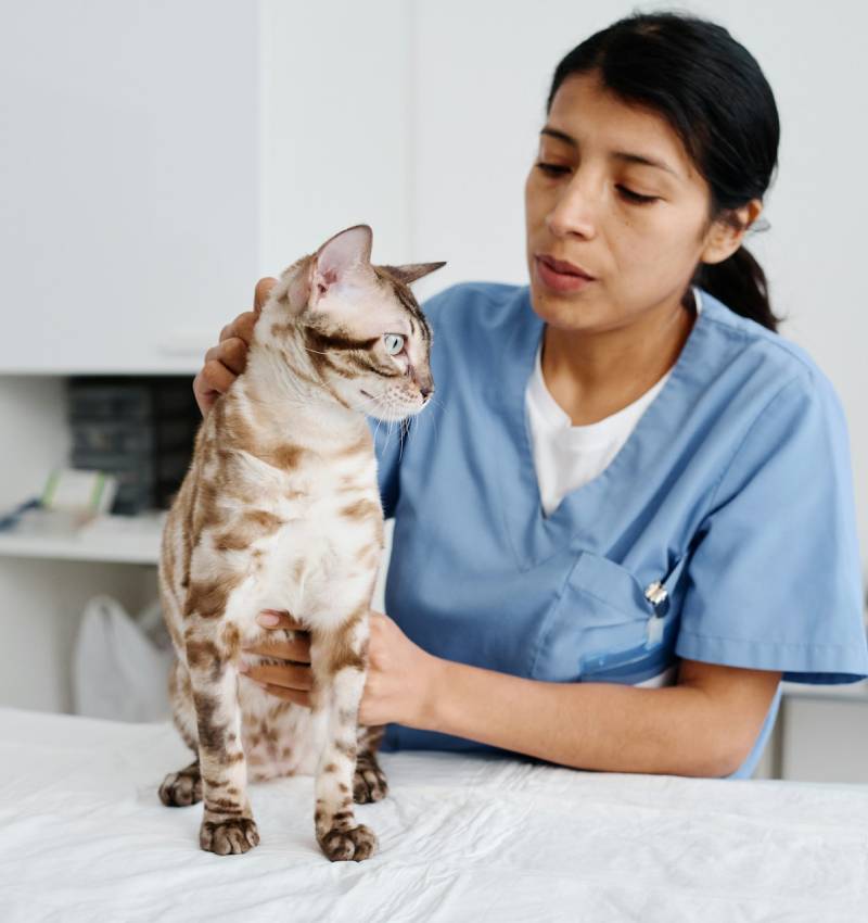 Pet Dental Services
