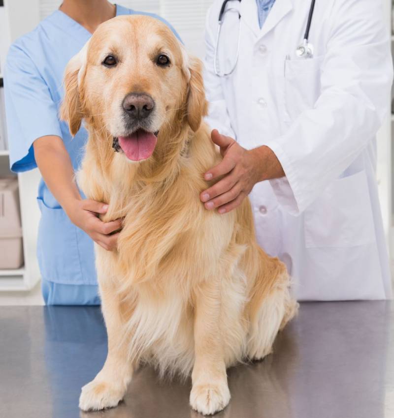 Pet Emergency