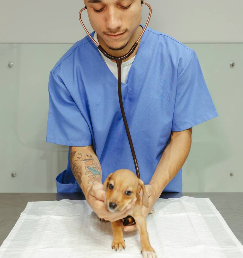 Pet Emergency