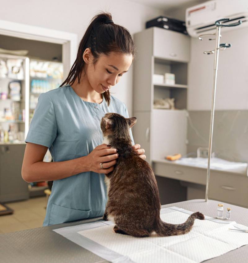 Allergy Care for Pets