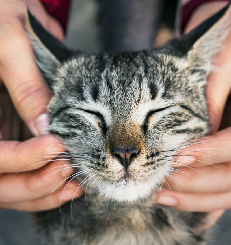 Pet Skin Treatments