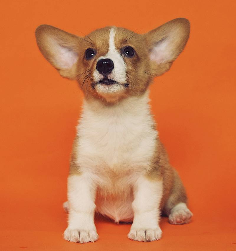 Pet Vaccinations