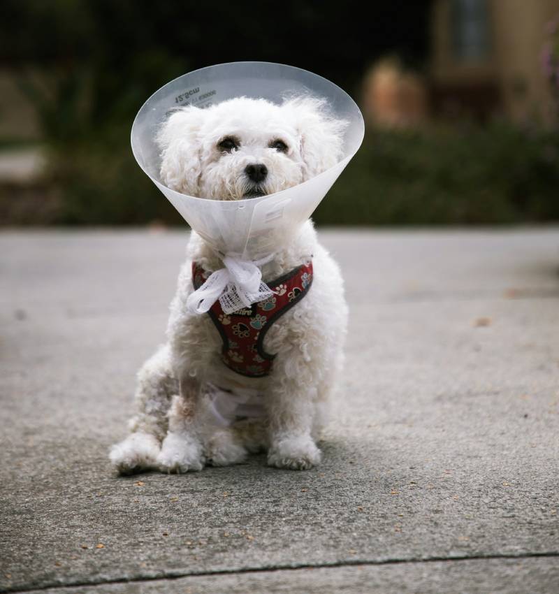  Pet’s Surgery
