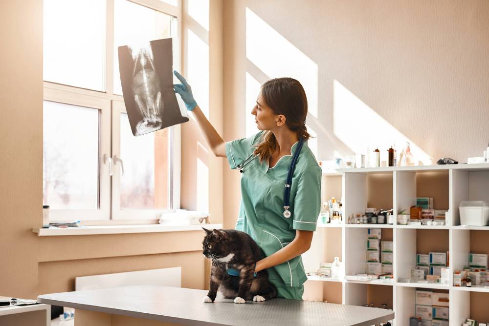 Pet X-Rays