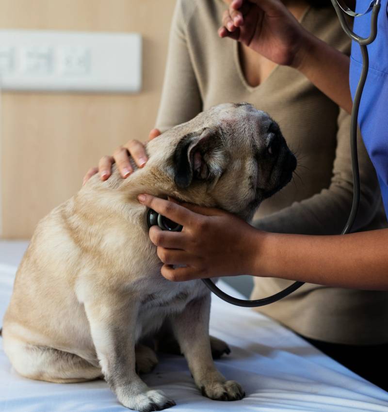 The Benefits of Spaying and Neutering