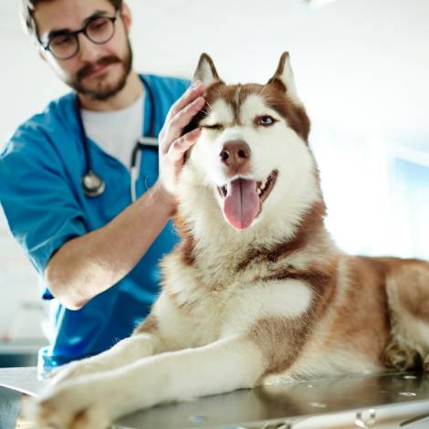 Spay and Neuter 