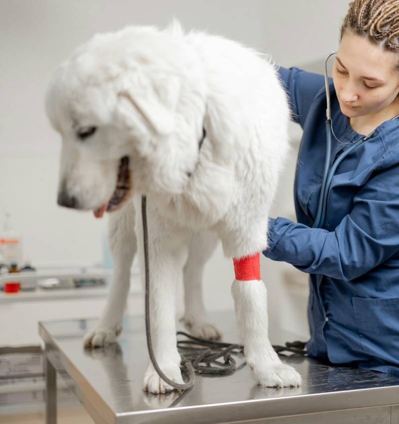 Spay and Neuter Services