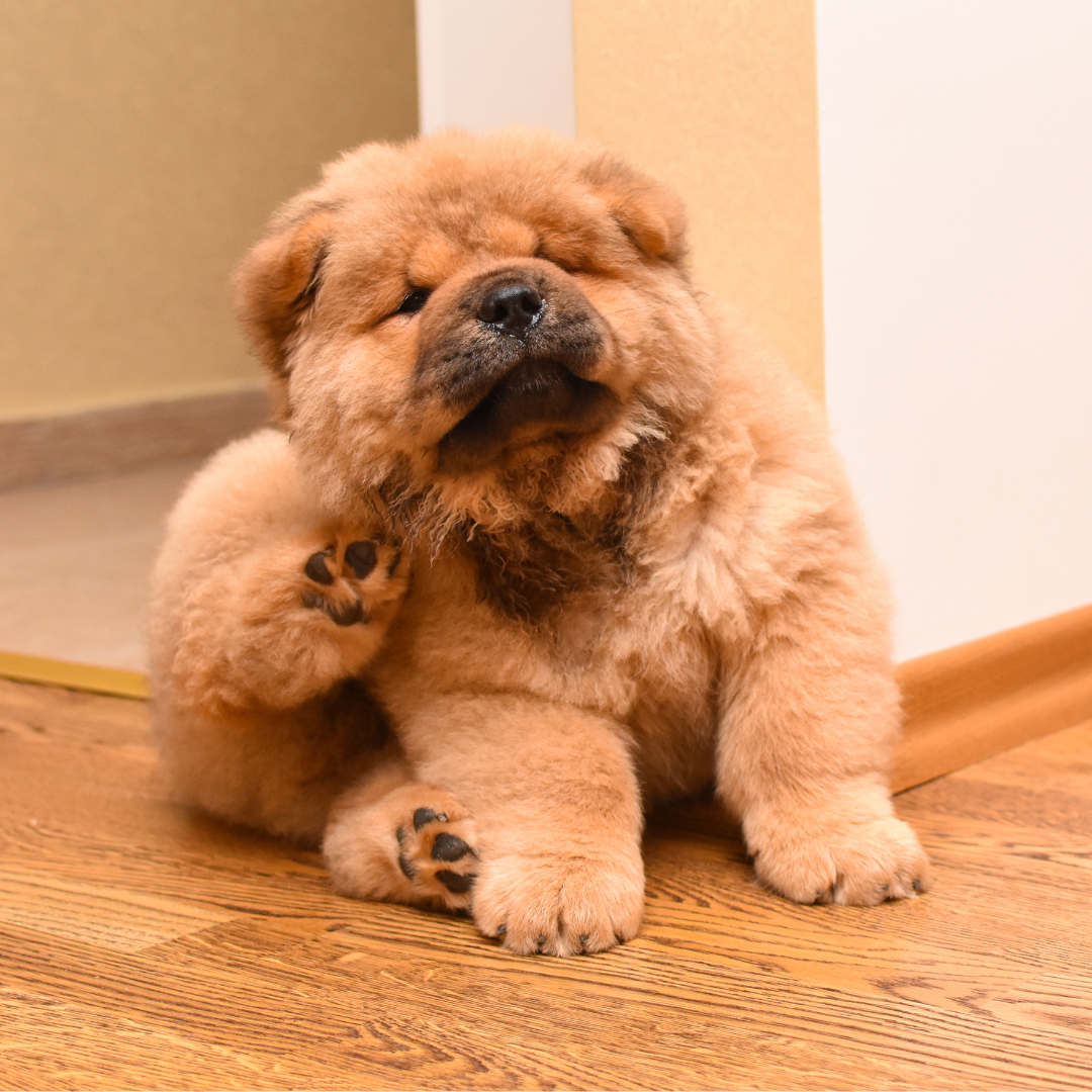 puppy scratching itself