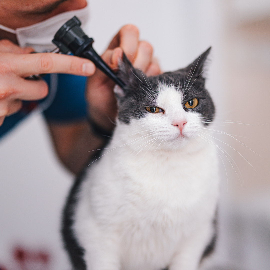 vet doing ear exam on a cat