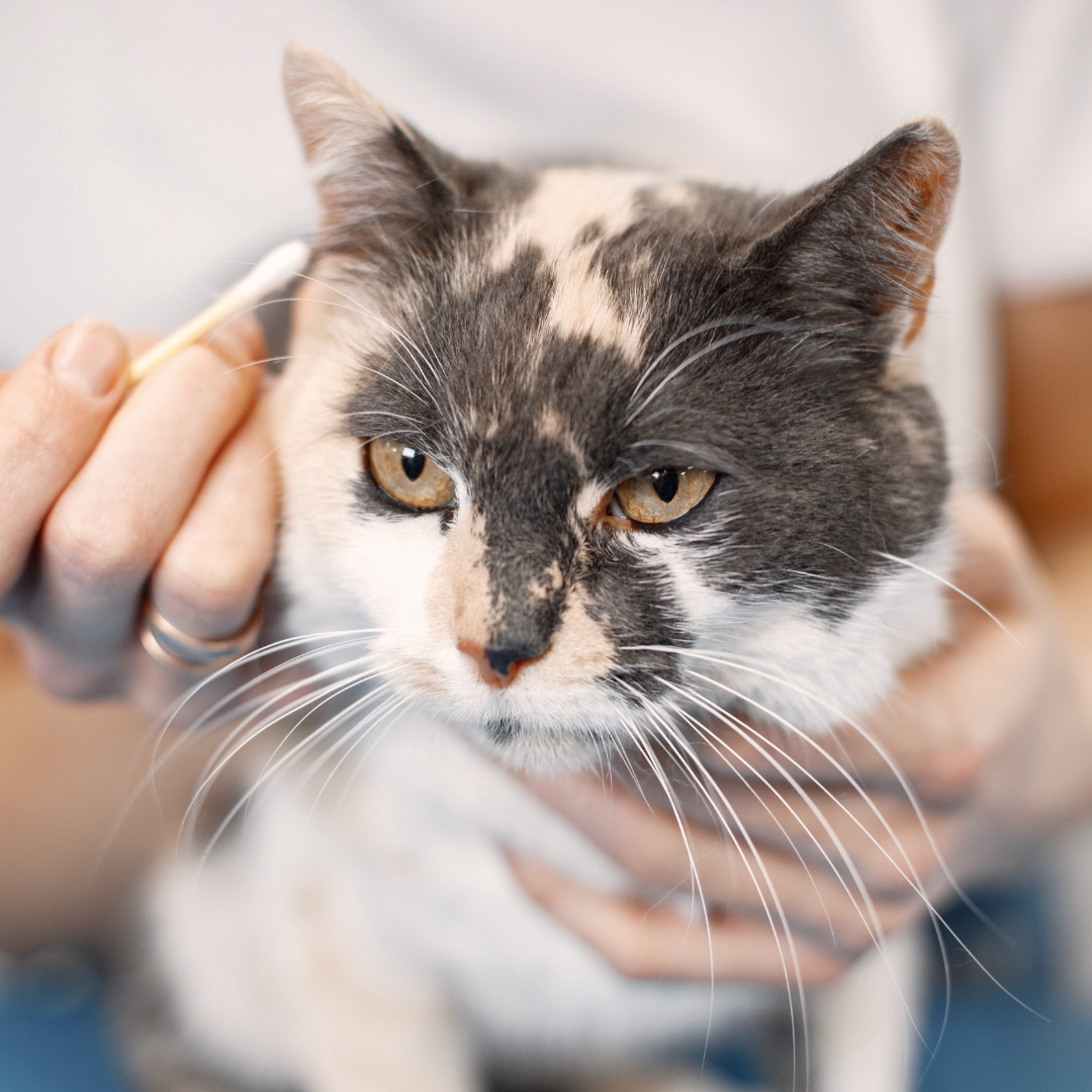 person cleaning a cats ear