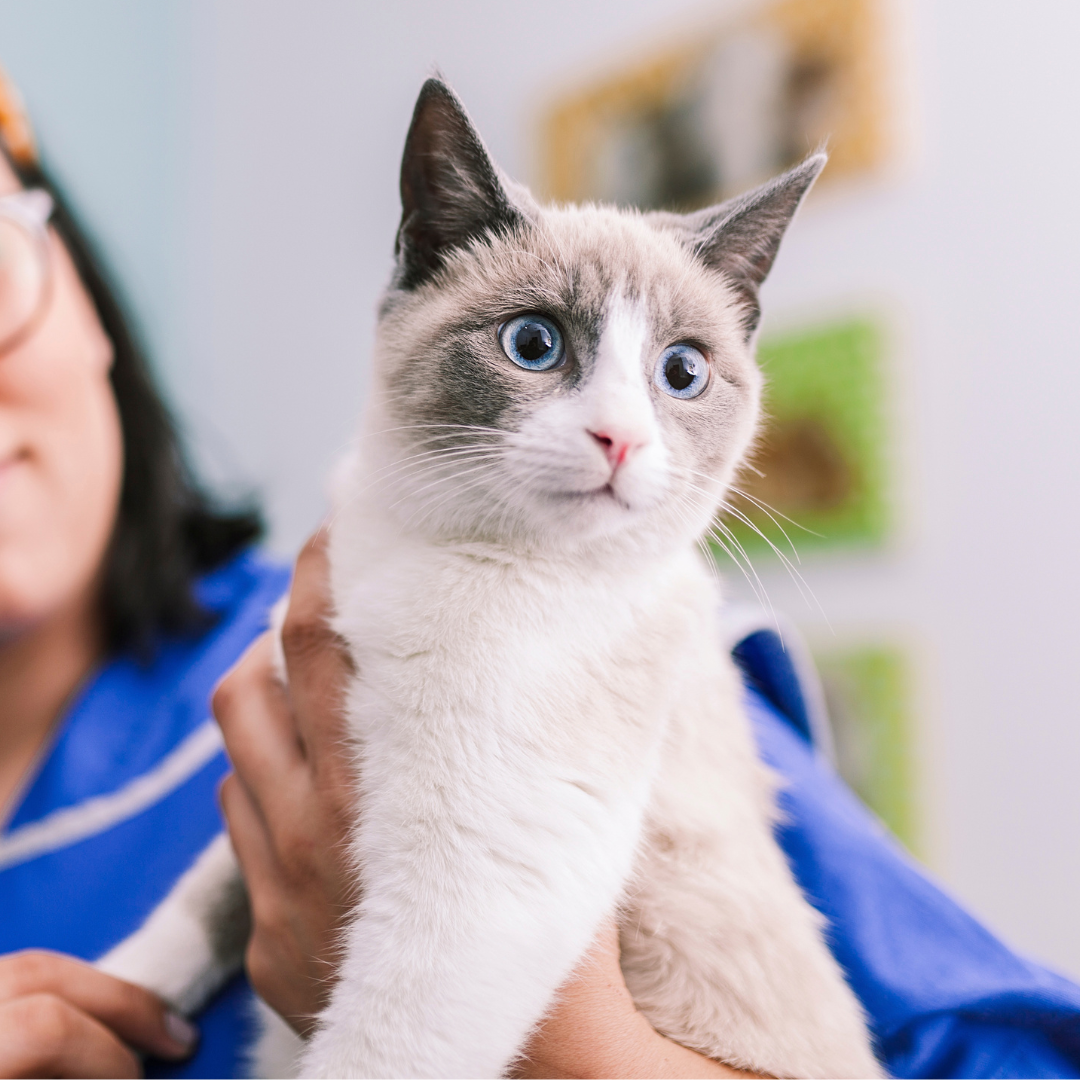 vet tech holding a cat