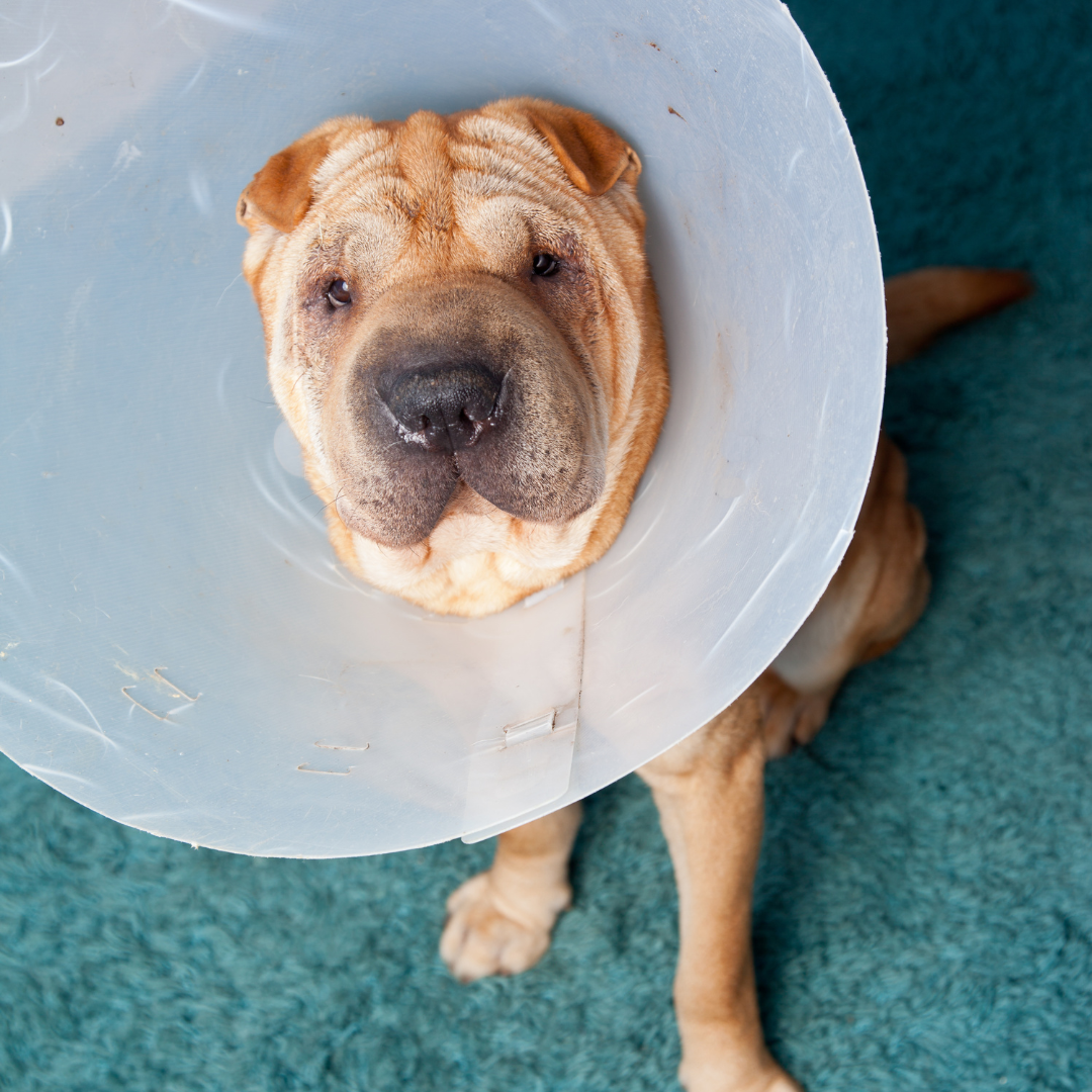dog wearing a surgery cone