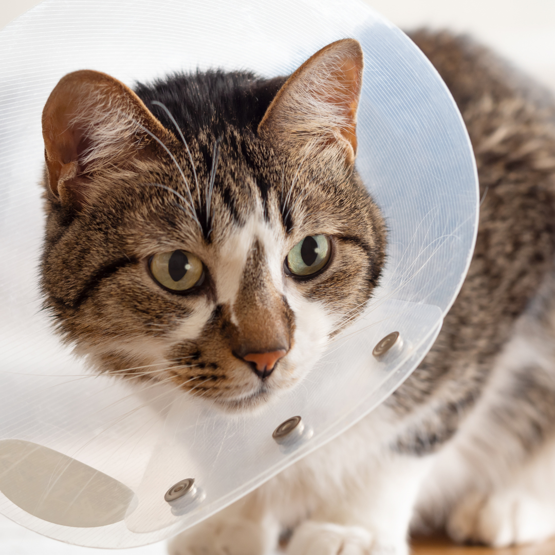 cat wearing a surgery cone