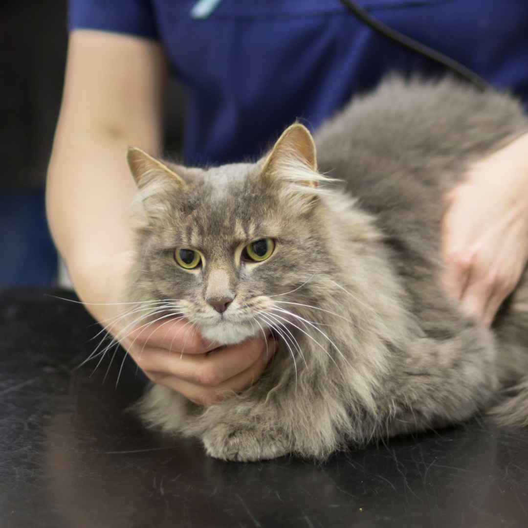 cat being examined by a vet